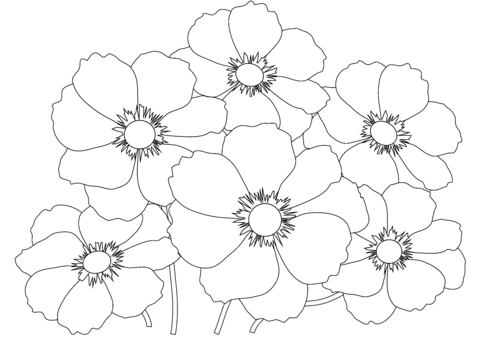 Cosmos Flowers Coloring Page